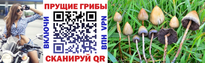 kraken маркетплейс  Королёв  Псилоцибиновые грибы MAGIC MUSHROOMS 